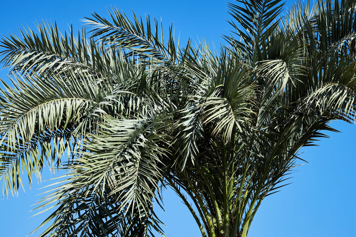 Pygmy Date Palm Seeds – Phoenix Roebelenii Dwarf Miniature Ornamental Fruit Tree Houseplant – photo 14