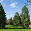40 GIANT SEQUOIA Sequoiadendron Giganteum Sierra Redwood Tree Seeds