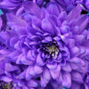 50 Mixed Colors INDIAN CHRYSANTHEMUM Indicum Hardy Mum Double Red Yellow Pink Orange Purple Bicolor Flower Seeds