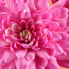 50 Mixed Colors INDIAN CHRYSANTHEMUM Indicum Hardy Mum Double Red Yellow Pink Orange Purple Bicolor Flower Seeds