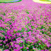1000 TALL CATCHFLY (Campion / None So Pretty) Silene Armeria Pink Flower Seeds