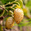 100 YELLOW WONDER STRAWBERRY Everbearing Heirloom Alpine Fragaria Vesca Yellow Berry Fruit Seeds