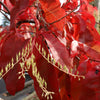 50 LILY Of The VALLEY TREE Sourwood Sorrel Oxydendrum Arboreum Flower Seeds