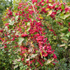 25 EUROPEAN SPINDLE TREE Euonymus Europaeus Spindletree Pink & Orange Flower Shrub Seeds