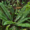 1500 Western SWORD FERN Giant Holly Swordfern Polystichum Munitum Aspidium Solitarium Spores Seeds