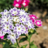 100 TWINKLE DWARF PHLOX Drummondii Cuspidata var. Stellaris Star Mix Two Tone Mixed Colors Pink Purple Red White Flower Seeds
