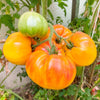 50 PINEAPPLE TOMATO Heirloom Beefsteak Indeterminate Solanum Fruit Vegetable Seeds