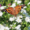 100 TWINKLE DWARF PHLOX Drummondii Cuspidata var. Stellaris Star Mix Two Tone Mixed Colors Pink Purple Red White Flower Seeds