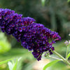 50 Dark PURPLE BUTTERFLY BUSH Buddleja Davidii Hummingbird Shrub Fragrant Flower Seeds