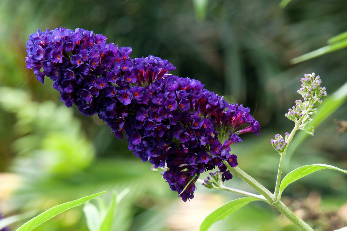 Mixed Colors Butterfly Bush Buddleja Davidii Flower Shrub Seeds – photo 16