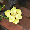 20 YELLOW AFRICAN IRIS Fortnight Lily Dietes Bicolor Butterfly Flag Spanish Peacock Iris Flower Seeds