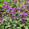 Lunaria Biennis ( Money Plant / Silver Dollar / Honesty / Moonwort ) Flower Seeds – photo 14