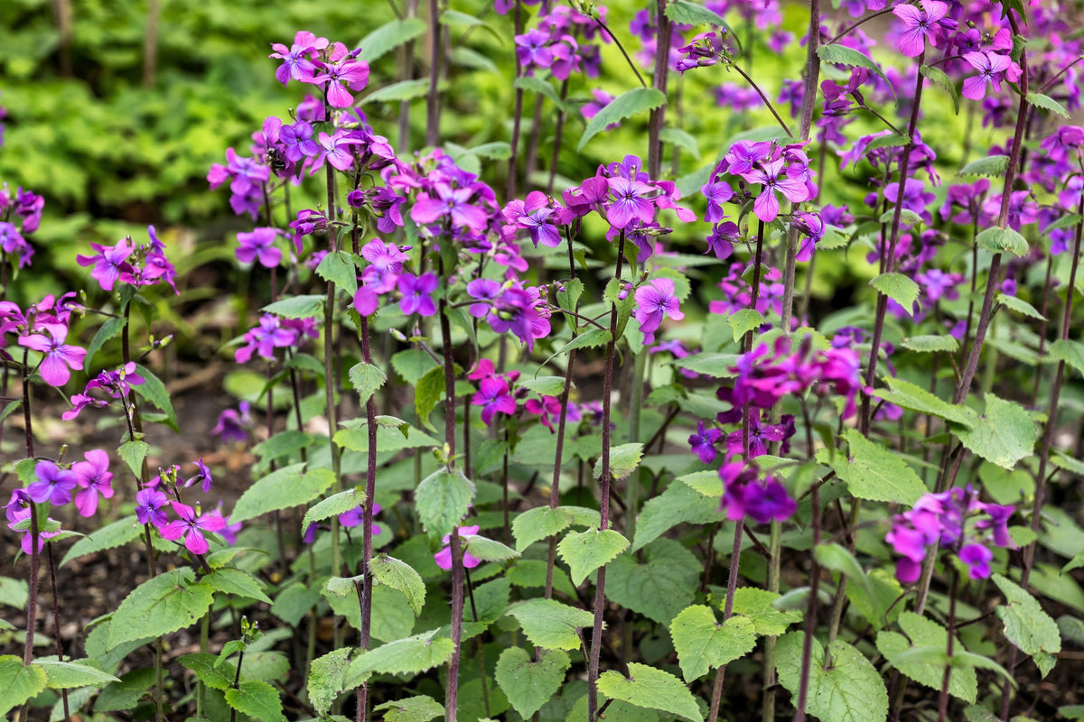 Lunaria Biennis ( Money Plant / Silver Dollar / Honesty / Moonwort ) Flower Seeds – photo 14