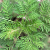 1000 Artemisia Annua Seeds – Sweet Annie Fragrant Herb