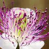 20 CAPER BUSH Edible Capers Flinders Rose Flower Capparis Spinosa Shrub Seeds