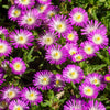 25 STARDUST ICE PLANT Mesembryanthemum Delosperma Floribunda Perennial Purple & White Flower Seeds