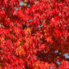 50 AMERICAN SWEETGUM Liquidambar Styraciflua Storax Alligator Sweet Gum Tree Seeds - Great Fall Color! Red Yellow Orange Purple