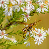 100 WHITE HEATH ASTER Prairie Ericoides Flower Seeds