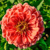 250 SALMON QUEEN ZINNIA Elegans California Giant Double Flower Seeds