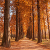 20 DAWN REDWOOD Tree Metasequoia Glyptostroboides Conifer Seeds