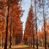 20 DAWN REDWOOD Tree Metasequoia Glyptostroboides Conifer Seeds