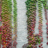 Boston Ivy Seeds – ( Bostonian Ivy / Wall Ivy ) Parthenocissus Tricuspidata Veitchii Vine Flower – photo 11
