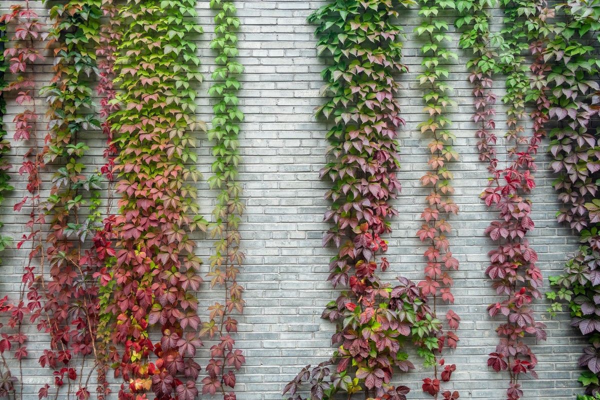 Boston Ivy Seeds – ( Bostonian Ivy / Wall Ivy ) Parthenocissus Tricuspidata Veitchii Vine Flower – photo 11