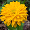 250 Yellow CANARY BIRD ZINNIA Elegans Flower Seeds