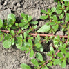 300 Organic GOLDEN PURSLANE Portulaca Sativa Vegetable Herb Yellow Flower Seeds