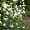 25 CRYSTAL STAR White COLUMBINE Aquilegia Caerulea Flower Seeds
