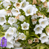 100 MIXED CANTERBURY BELLS - Crown Mix Campanula Medium Flower Seeds