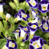 10 KAUAI MIX TORENIA Fournieri Sun or Shade Wishbone Flower Seeds - Mixed Colors 2 Tone Blue Red Pink