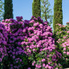 50 Rosebay RHODODENDRON Maximum White Pink Laurel Bush Shrub Flower Seeds