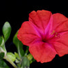 25 RED FOUR O'CLOCK Marvel of Peru Mirabilis Jalapa Flower Seeds