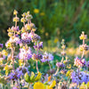 200 PENNYROYAL Mint Mentha Pulegium Herb Purple Flower Seeds