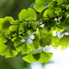 10 GINKGO BILOBA Maidenhair Tree Yellow Fall Orange "Fruit" Herb Seeds