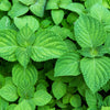 300 GREEN SHISO aka PERILLA Frutescens Ornamental Herb Seeds Green & Purple