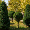 10 ENGLISH YEW Taxus Baccata Tree Shrub Conifer Sun or Shade Red Ornamental Berry Seeds