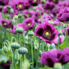 1000 HUNGARIAN BREADSEED POPPY Papaver Somniferum Purple Blue Flower Seeds