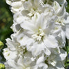 150 WHITE KING LARKSPUR Delphinium Consolida Giant Imperial Flower Seeds