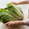 500 MICHIHILI CABBAGE (Chinese Cabbage / Bok Choy / Pak Choi / Celery Mustard / Chinese Chard) Brassica Rapa Chinensis Vegetable Seeds