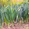 800 AMERICAN FLAG LEEK (Large Leek) Allium Porrum Vegetable Seeds