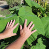 400 Royal PAULOWNIA EMPRESS TREE Tomentosa Flower Seeds