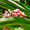 5 CARDAMON CARDAMOM Elettaria Cardamomum HERB Flower Shrub Tree Seeds