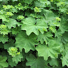 100 LADYS MANTLE Alchemilla Mollis Flower Seeds