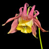Oriental Columbine Seeds – Plum & White Aquilegia Vulgaris Flower – photo 10