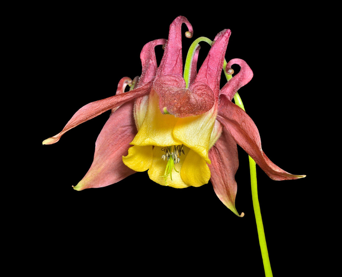 Oriental Columbine Seeds – Plum & White Aquilegia Vulgaris Flower – photo 10