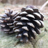 10 RED Japanese PINE TREE Korean Pinus Densiflora Evergreen Seeds