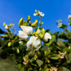 Fordhook Lima Bean Seeds – Phaseolus Lunatus Bush Bean Vegetable – photo 4