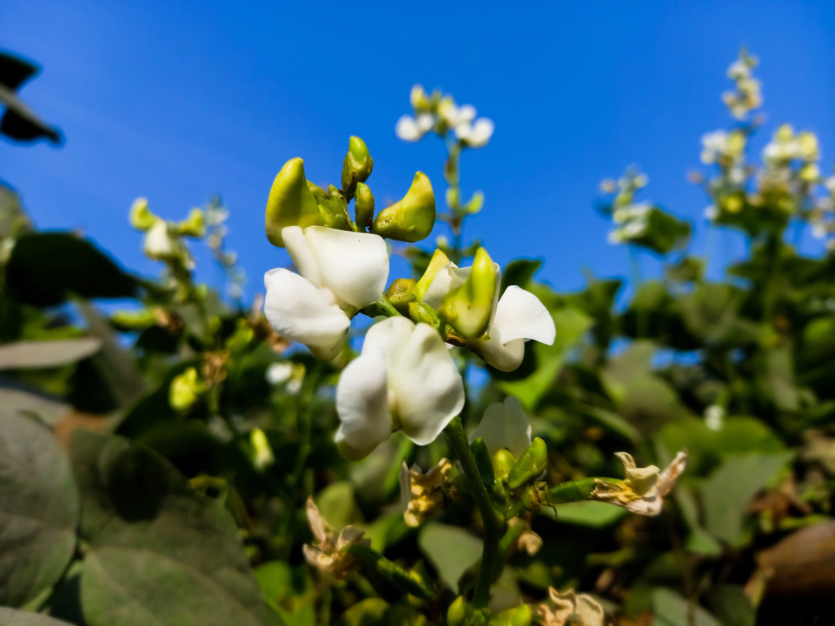 Fordhook Lima Bean Seeds – Phaseolus Lunatus Bush Bean Vegetable – photo 4
